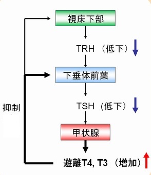 甲状腺の基本,甲状腺ホルモン合成,調節(ネガティブフィードバック機構