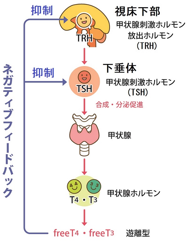 甲状腺の基本,甲状腺ホルモン合成,調節(ネガティブフィードバック機構