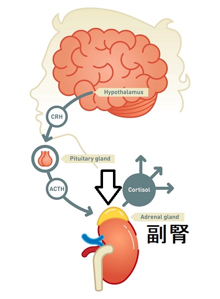 副腎皮質機能低下症と甲状腺の病気の関係[橋本病 バセドウ病 長崎甲状腺クリニック大阪]