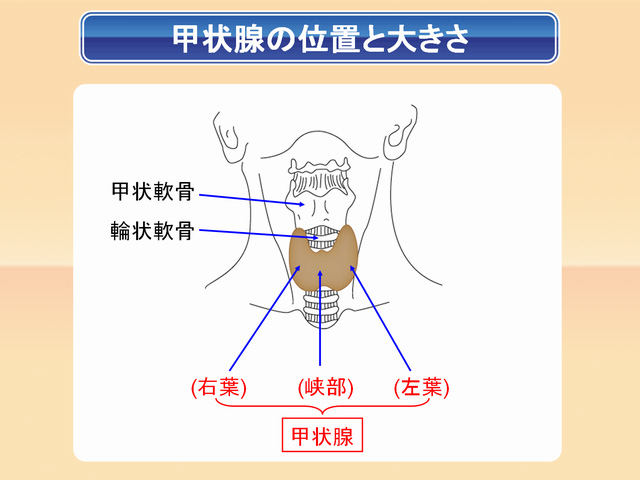 甲状腺の構造