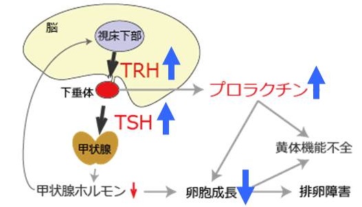TRH、プロラクチン制御機構