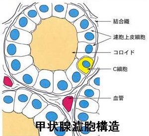 甲状腺濾胞構造