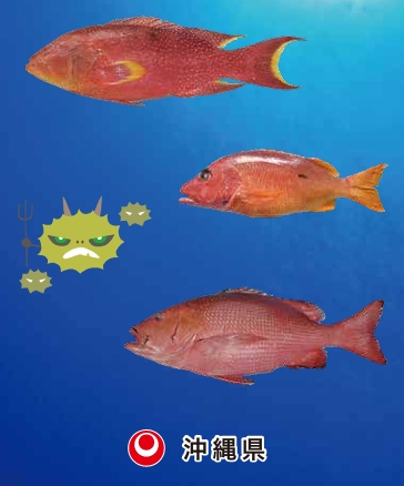 シガテラ毒による食中毒
