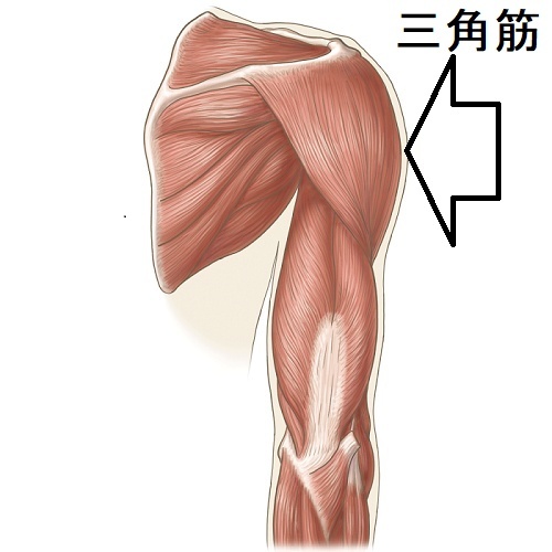 三角筋 三角筋
