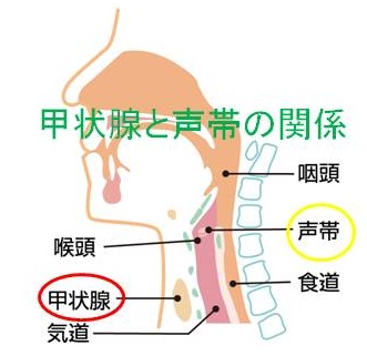 甲状腺と声帯の関係